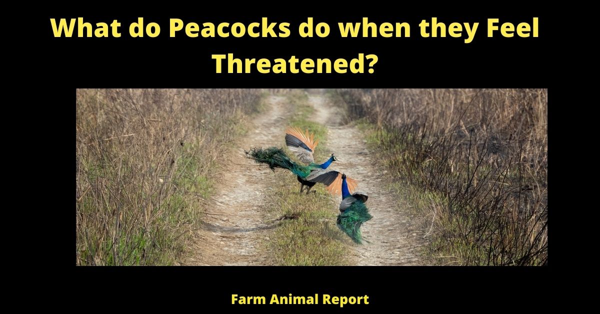 5 Vocals: Why Do Peacocks Scream? - Farm Animal Report