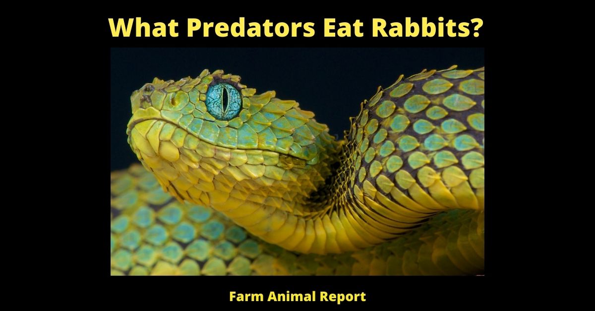 What Predators Eat Rabbits? 1