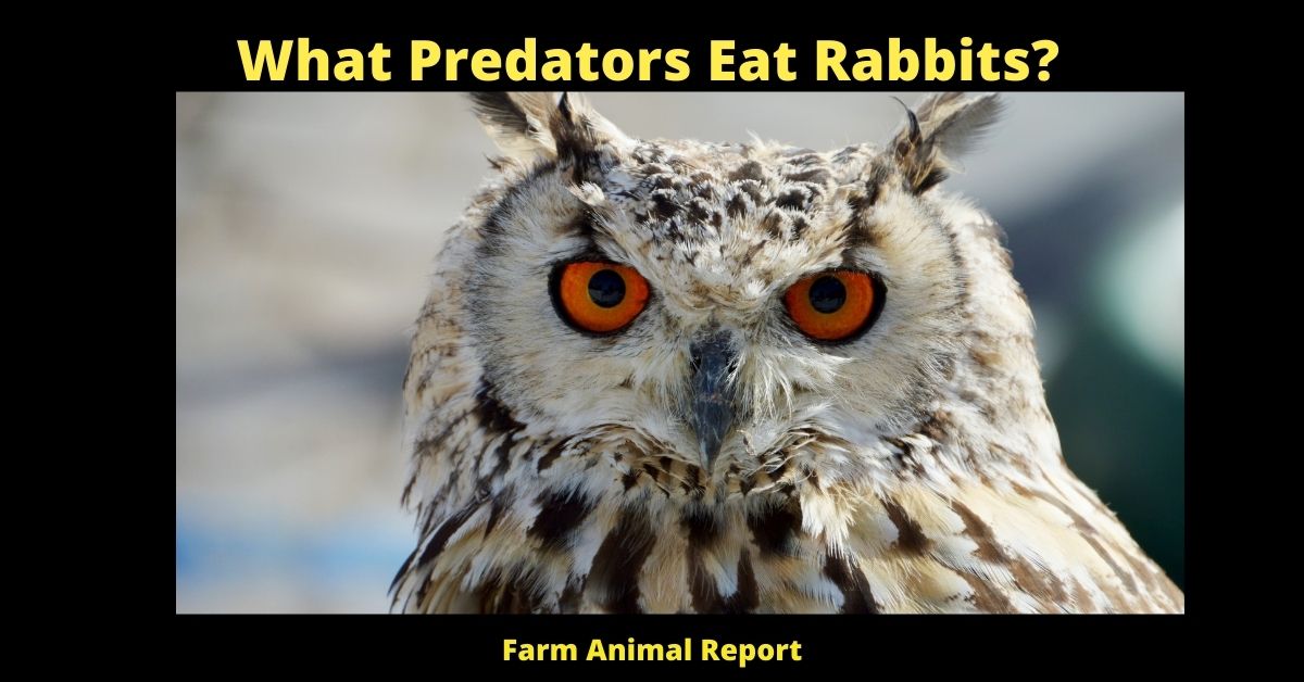What Predators Eat Rabbits? 2