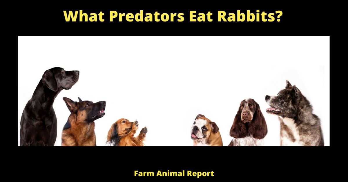 What Predators Eat Rabbits? 3
