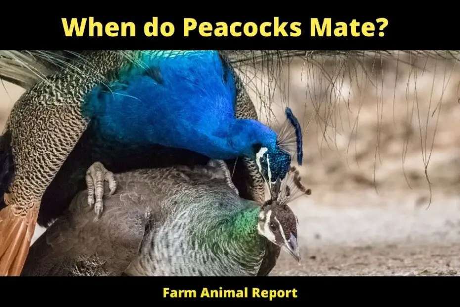When do Peacocks Mate?