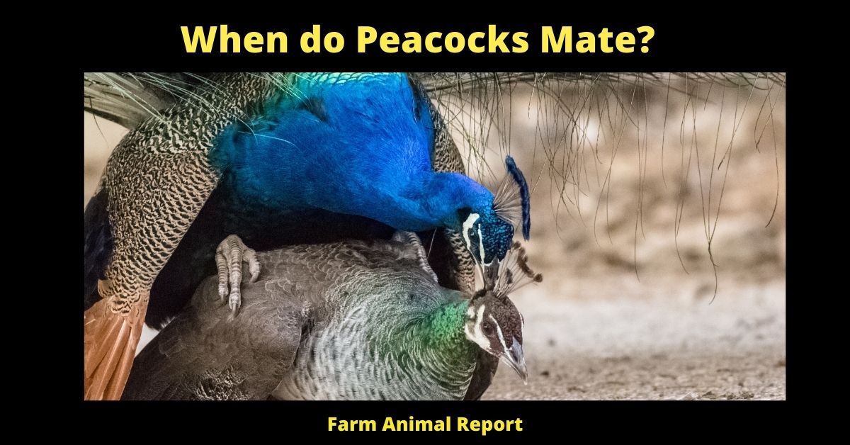 Why Are Peacocks Aggressive? Peacocks Farm Animal Report
