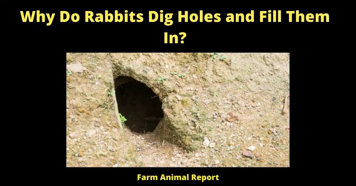 Why Do Rabbits Dig Holes and Fill Them In? (Plugging) 2