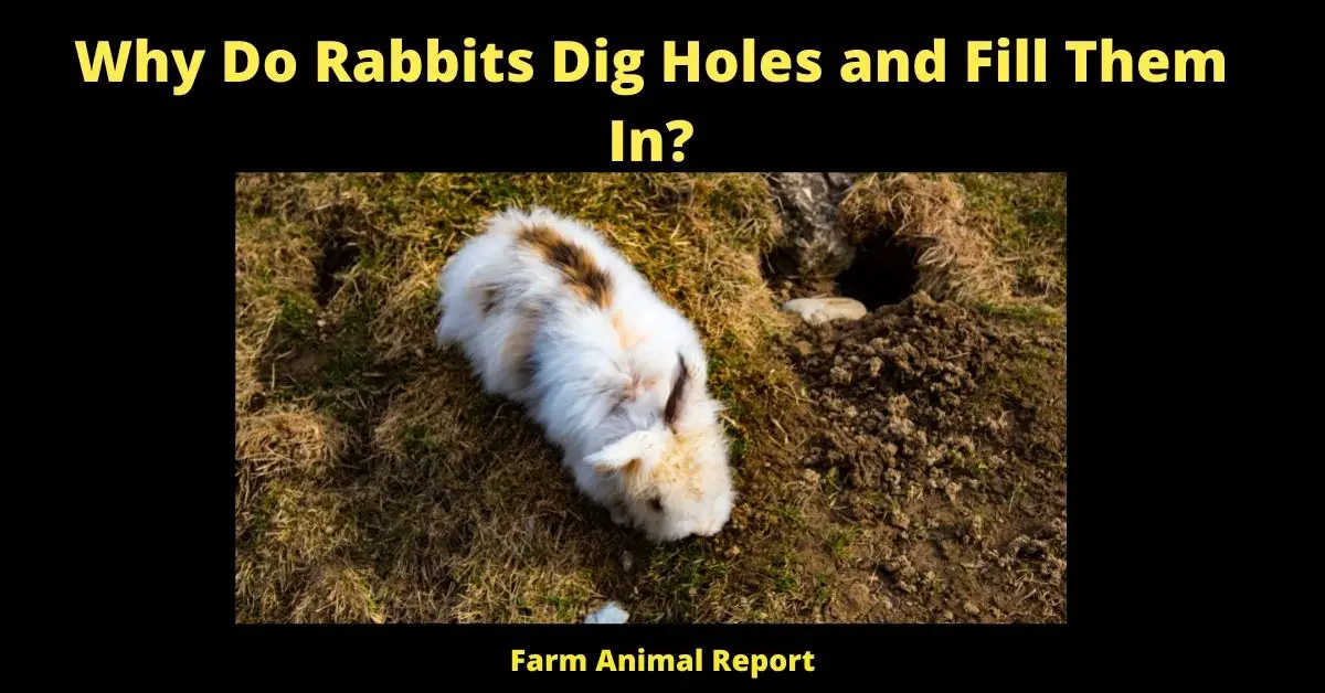 Why Do Rabbits Dig Holes and Fill Them In? (Plugging) 3