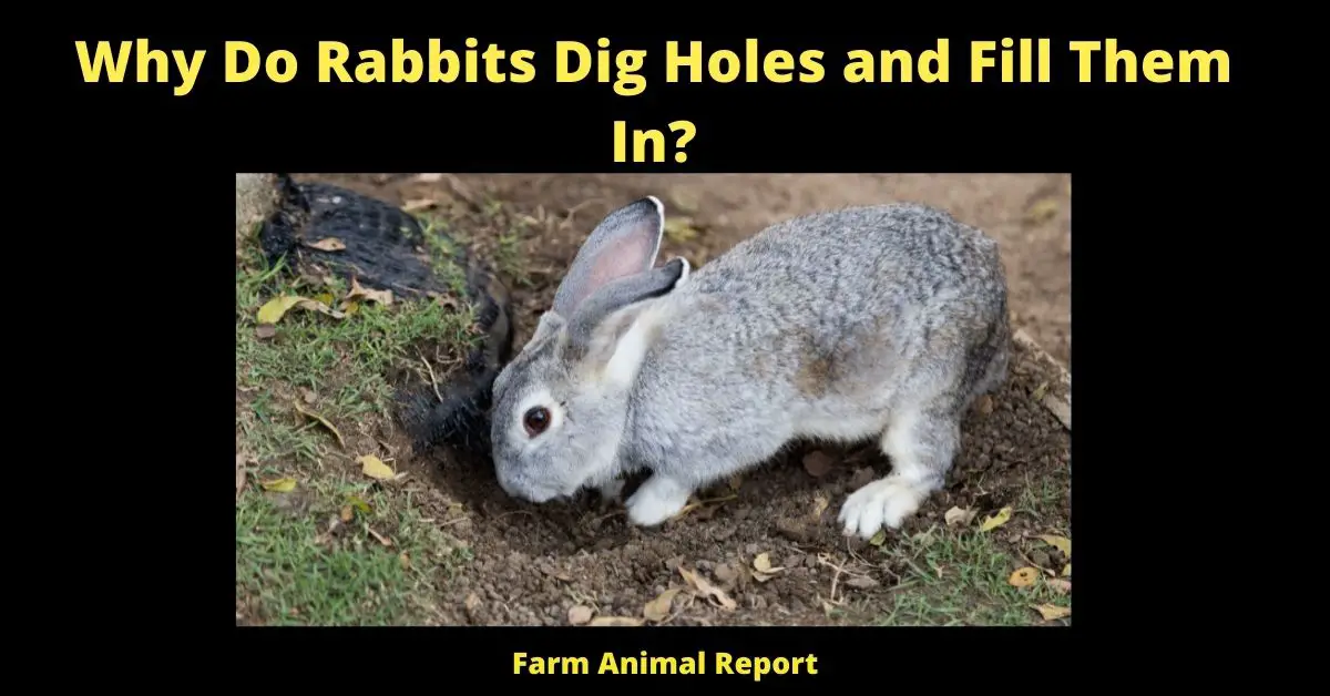 Why Do Rabbits Dig Holes and Fill Them In?