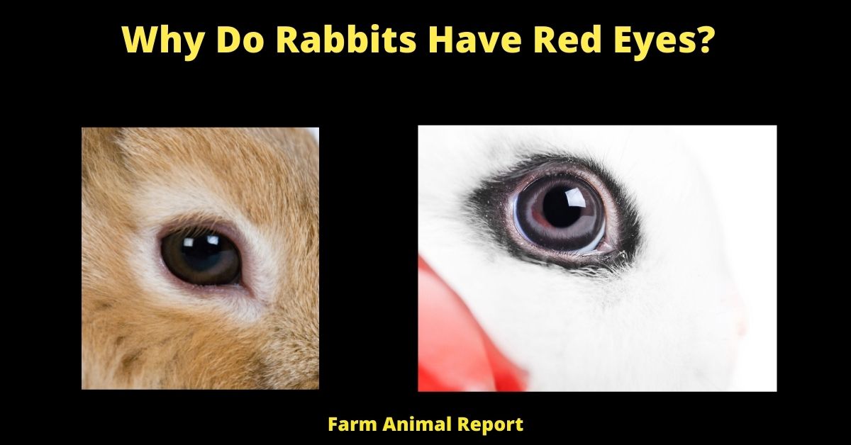 7 (Clear Reasons) Why Do Rabbits Have Red Eyes? 1