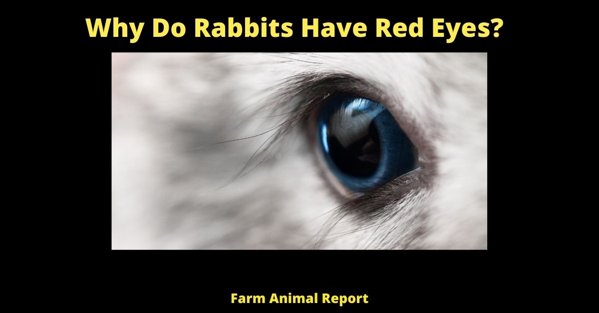 7 (Clear Reasons) Why Do Rabbits Have Red Eyes? 2
