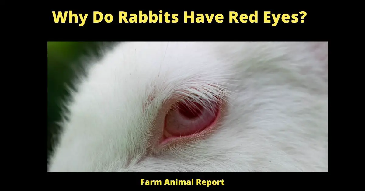 Why Do Rabbits Have Red Eyes