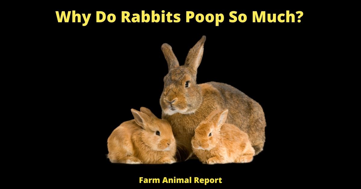 Why Do Rabbits Poop So Much? 2