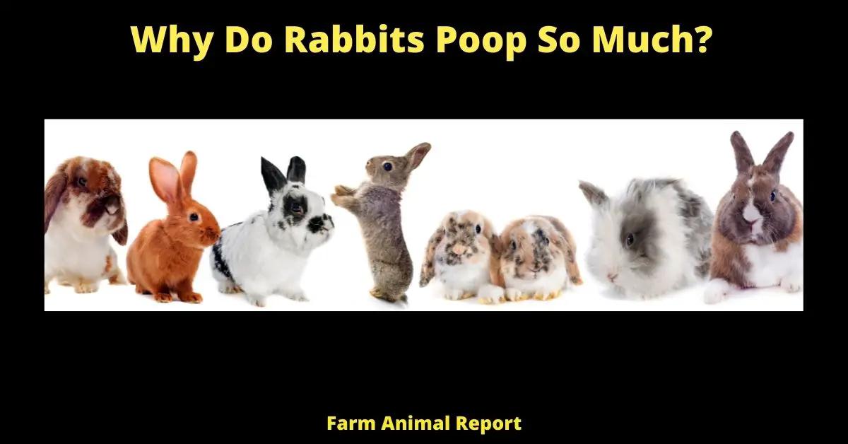 Why Do Rabbits Poop So Much? 3