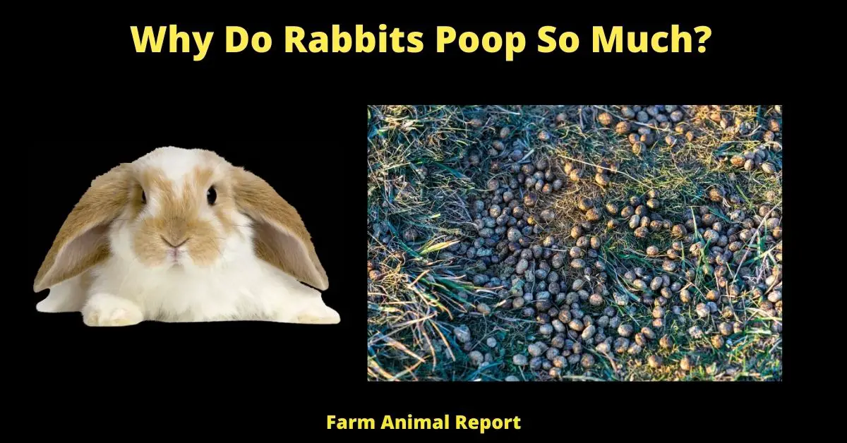 Why Do Rabbits Poop So Much? 1