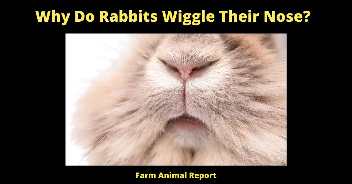 Why Do Rabbits Wiggle Their Nose? rabbit nose twitch rabbit twitching nose why do rabbit noses twitch rabbit crusty nose why is my rabbit twitching