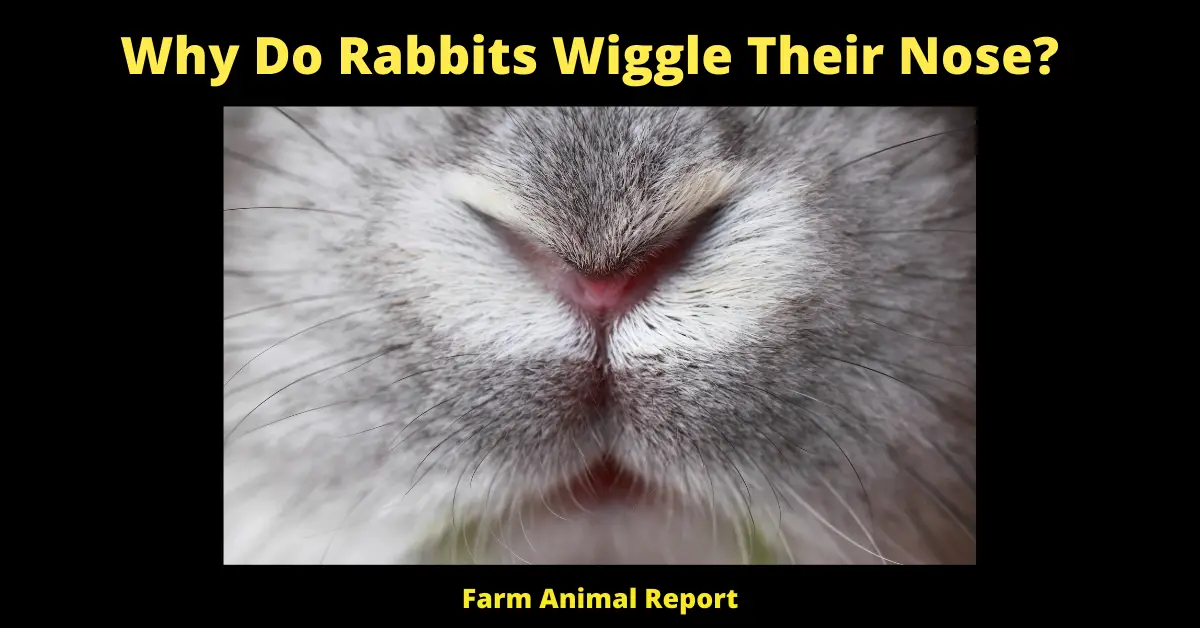 Why Do Rabbits Nose Twitch? 1