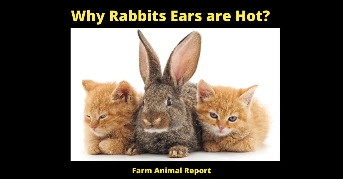 Why Rabbits Ears are Hot (2023)? (23 Tips) 1