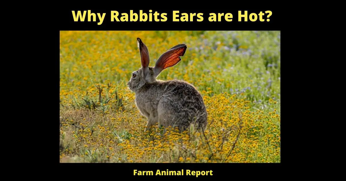 Why Rabbits Ears are Hot (2023)? (23 Tips) 2