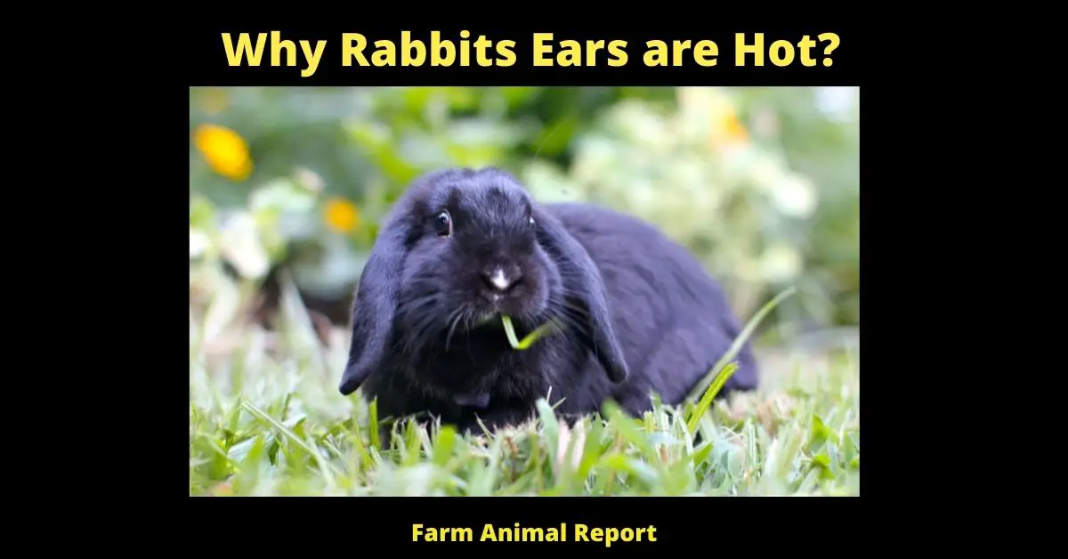 Why Rabbits Ears are Hot? (23 Tips) 3