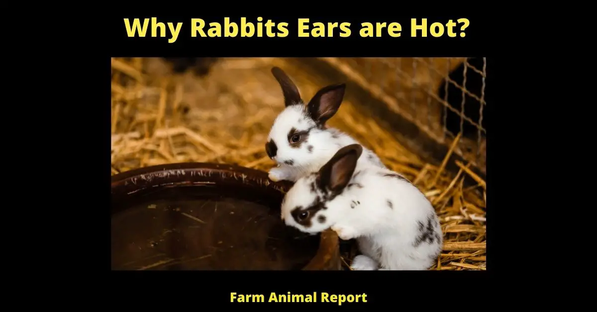 Why Rabbits Ears are Hot? (23 Tips) 4