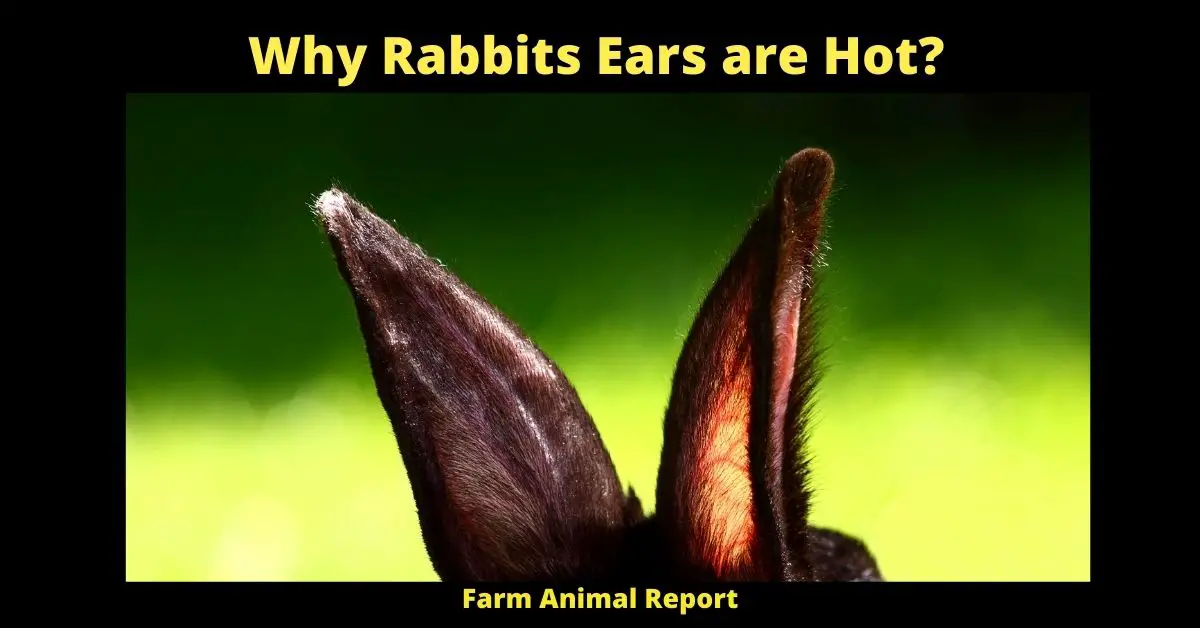 Why Rabbits Ears are Hot?