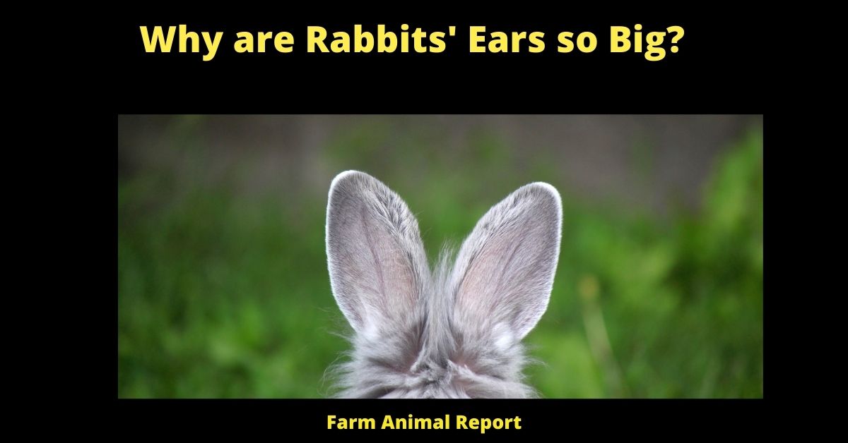 Why are Rabbits' Ears so Big? 1
