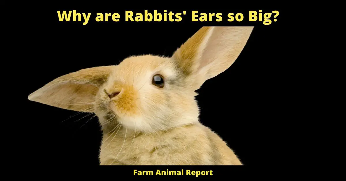 Why are Rabbits' Ears so Big?