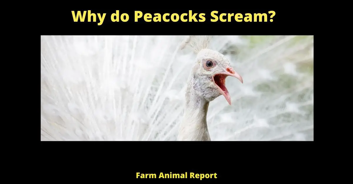 5 Vocals: Why do Peacocks Scream? 1