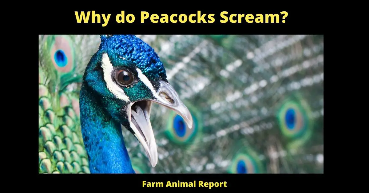 5 Vocals: Why do Peacocks Scream (2023)? 2