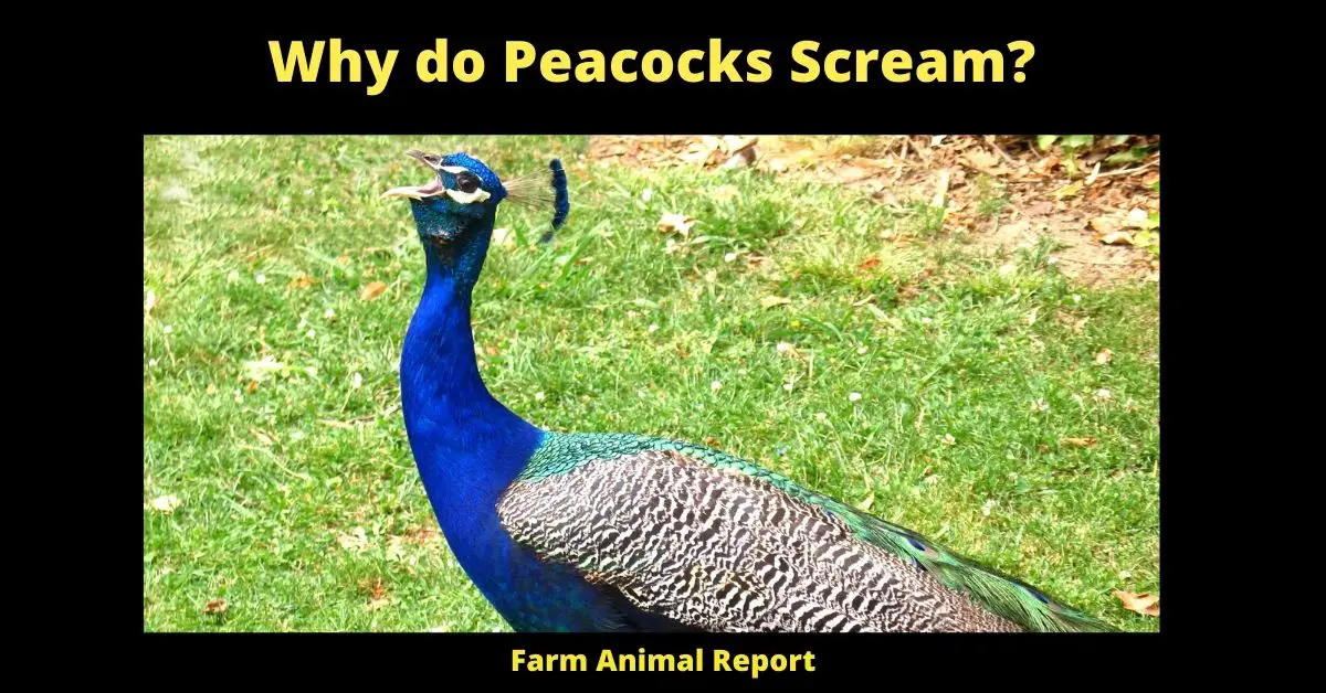 5 Vocals: Why do Peacocks Scream? 3