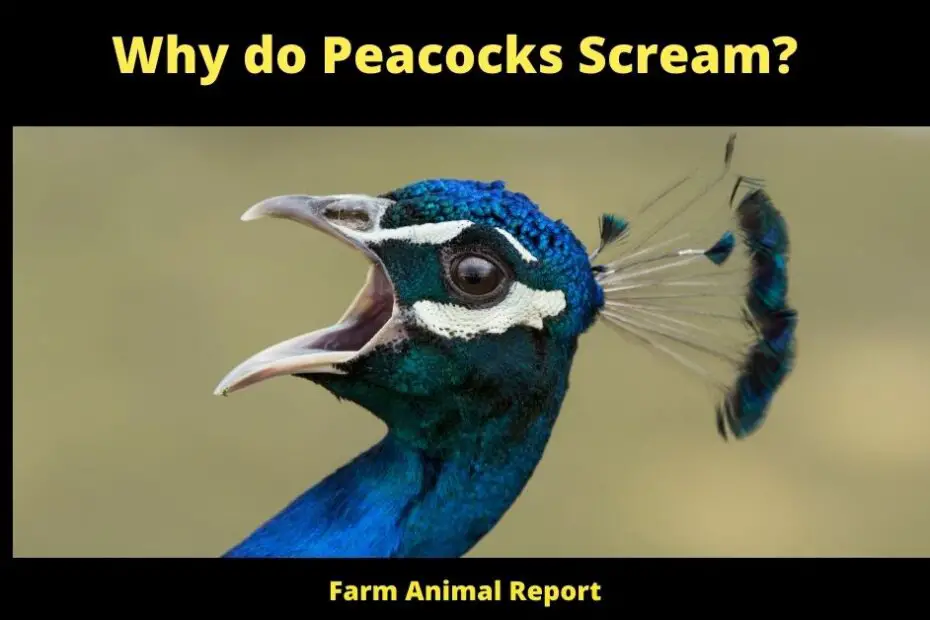 Why do Peacocks Scream?