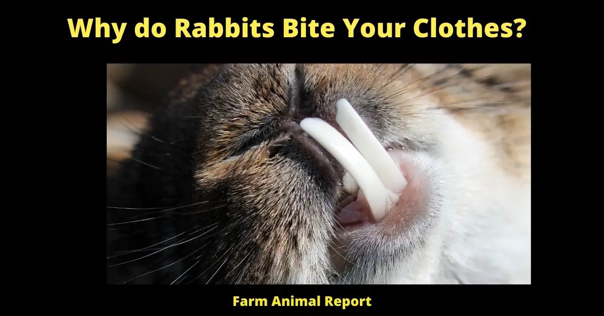 5 Reasons; Why do Rabbits Bite Your Clothes? 2