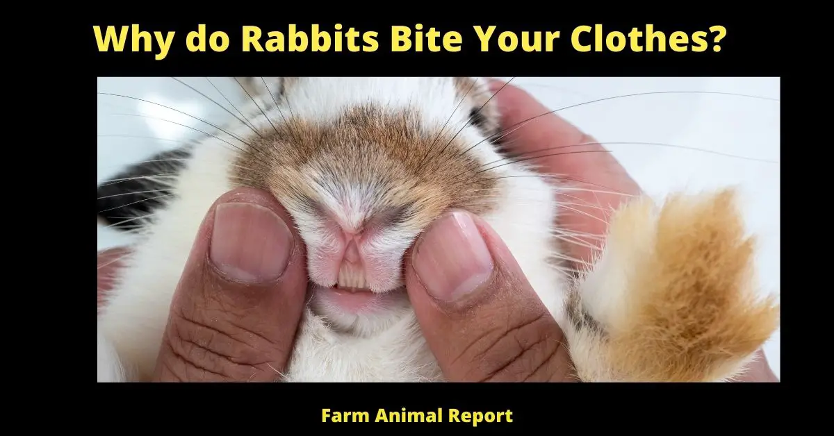 5 Reasons; Why do Rabbits Bite Your Clothes? 3