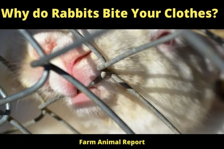 Why do Rabbits Bite Your Clothes?