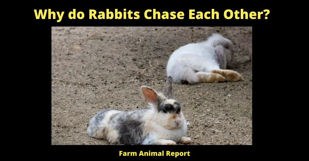 7 Behaviors - Why do Rabbits Chase Each Other? (Zoomies) 1
