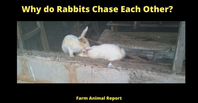 7 Behaviors - Why Do Rabbits Chase Each Other? (2024) (Zoomies)