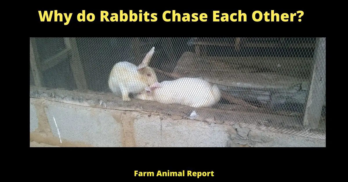 7 Behaviors - Why do Rabbits Chase Each Other? (2023) (Zoomies) 2
