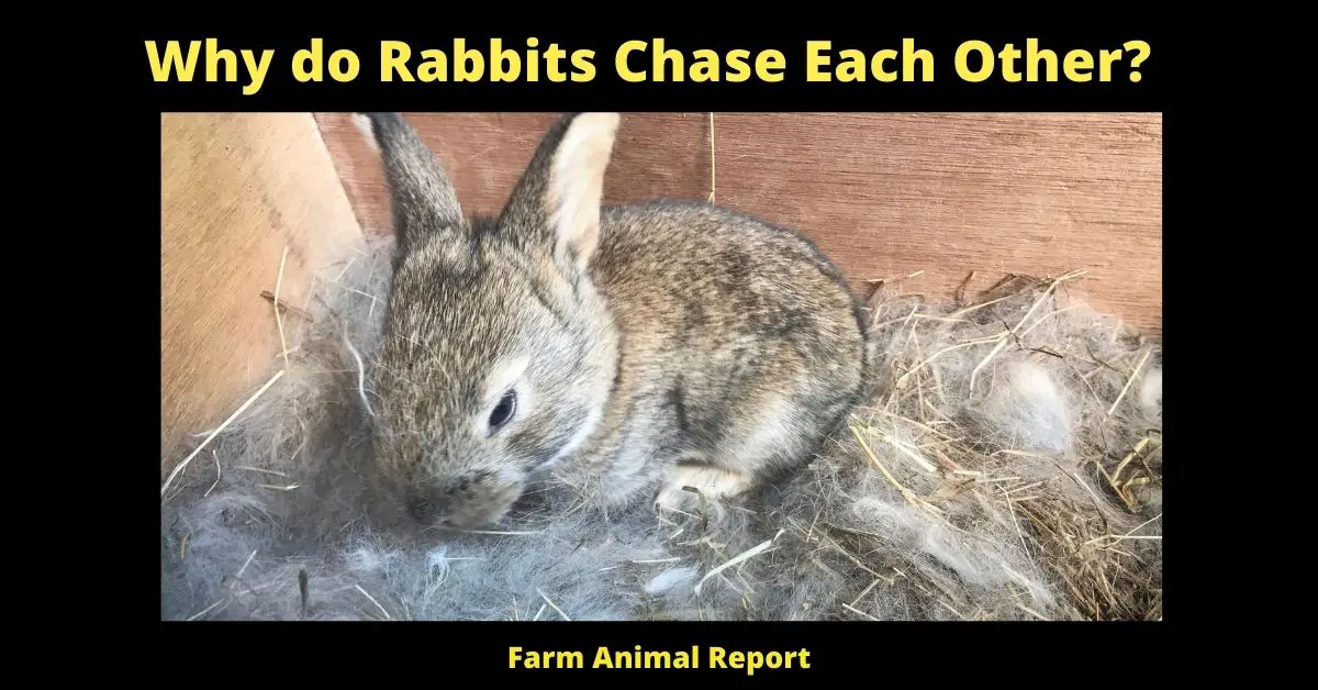 7 Behaviors - Why do Rabbits Chase Each Other? (2023) (Zoomies) 3