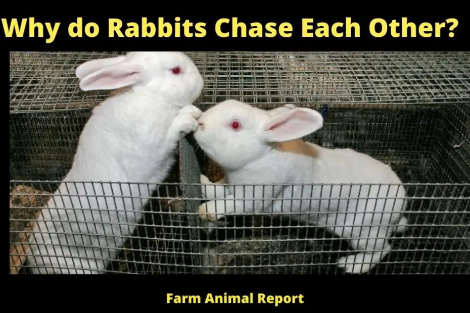 Why do Rabbits Chase Each Other?