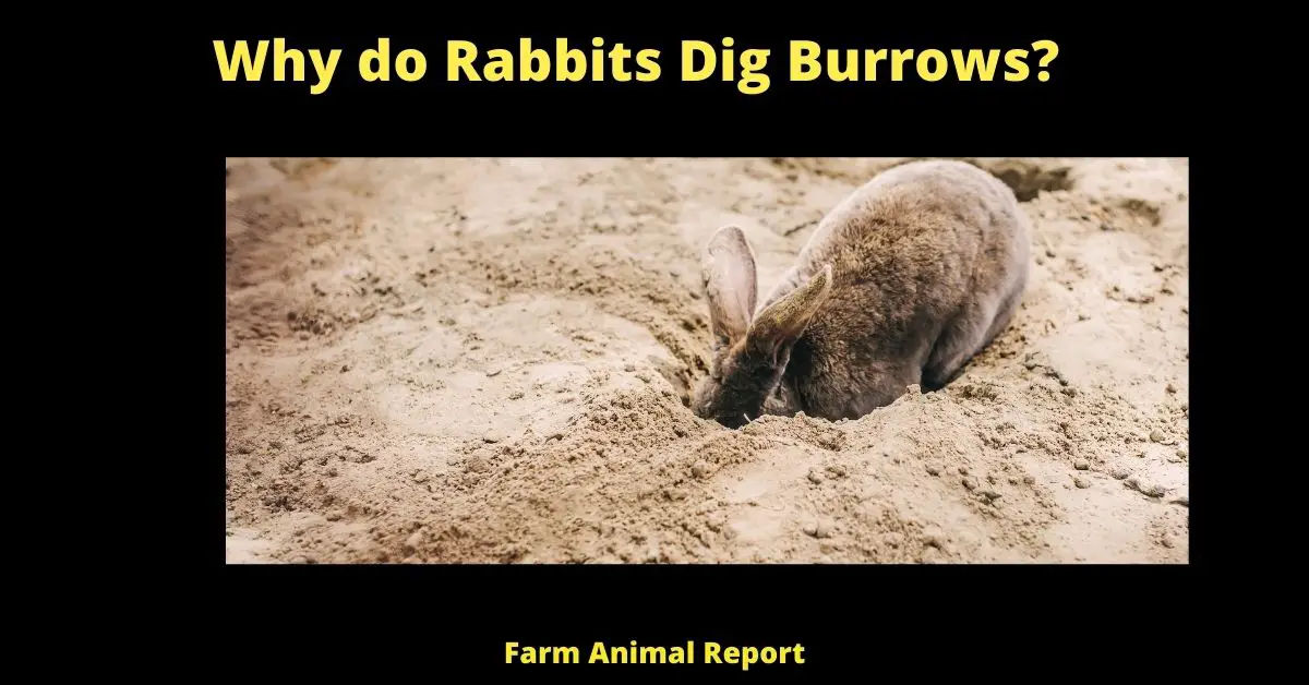 Why do Rabbits, Dig Burrows? ( Protection, Nesting, Resting) 1