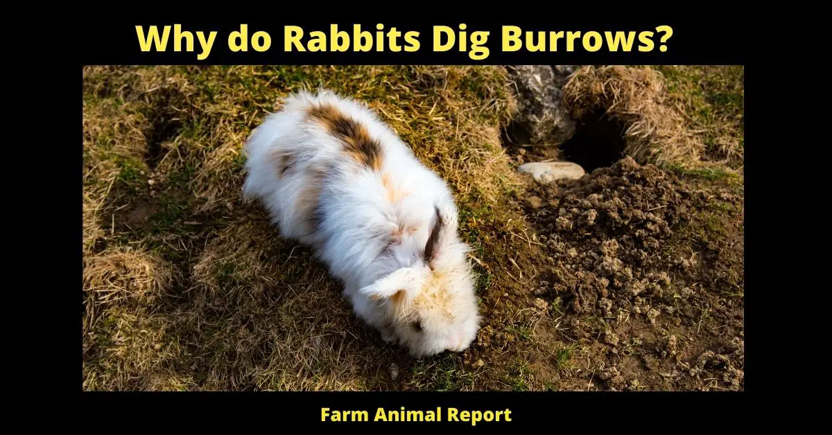 Why do Rabbits, Dig Burrows? ( Protection, Nesting, Resting) 2