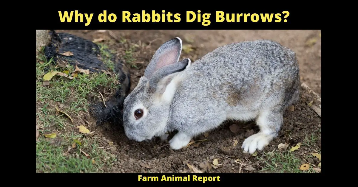 Why do Rabbits Dig burrows?