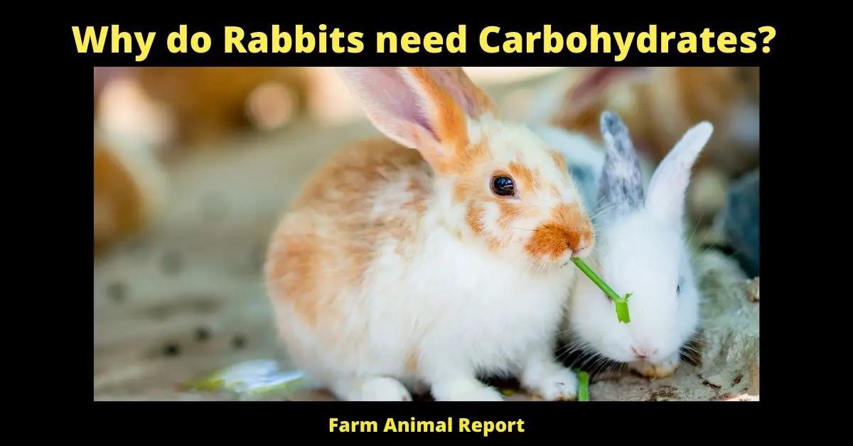 Why do Rabbits need Carbohydrates? ( Fast Energy) 1