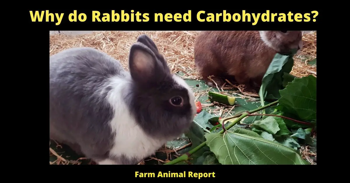 Why do Rabbits need Carbohydrates? ( Fast Energy) 2