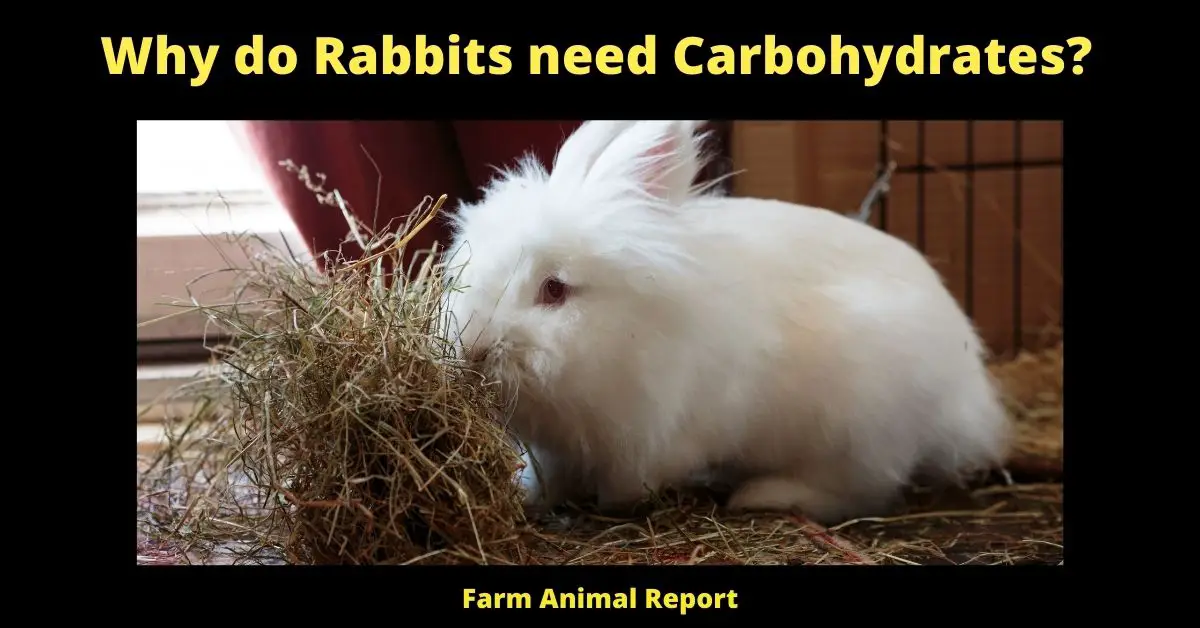 Why do Rabbits need Carbohydrates?