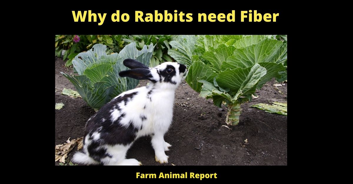 Why do Rabbits need Fiber? 1
