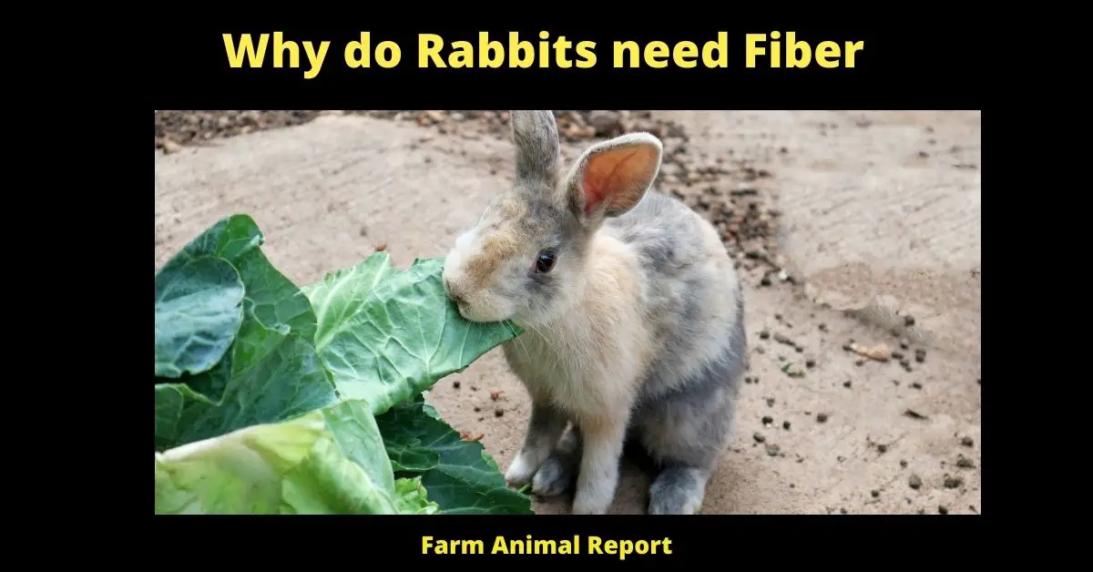 Why do Rabbits need Fiber?
