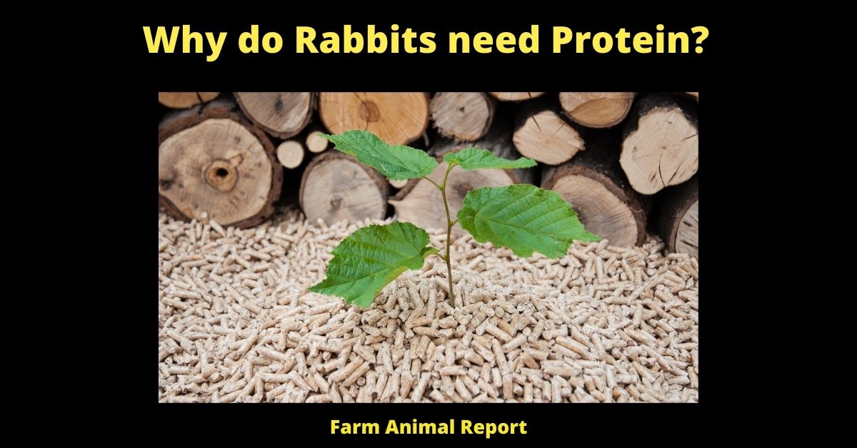 Why do Rabbits need Protein? 1