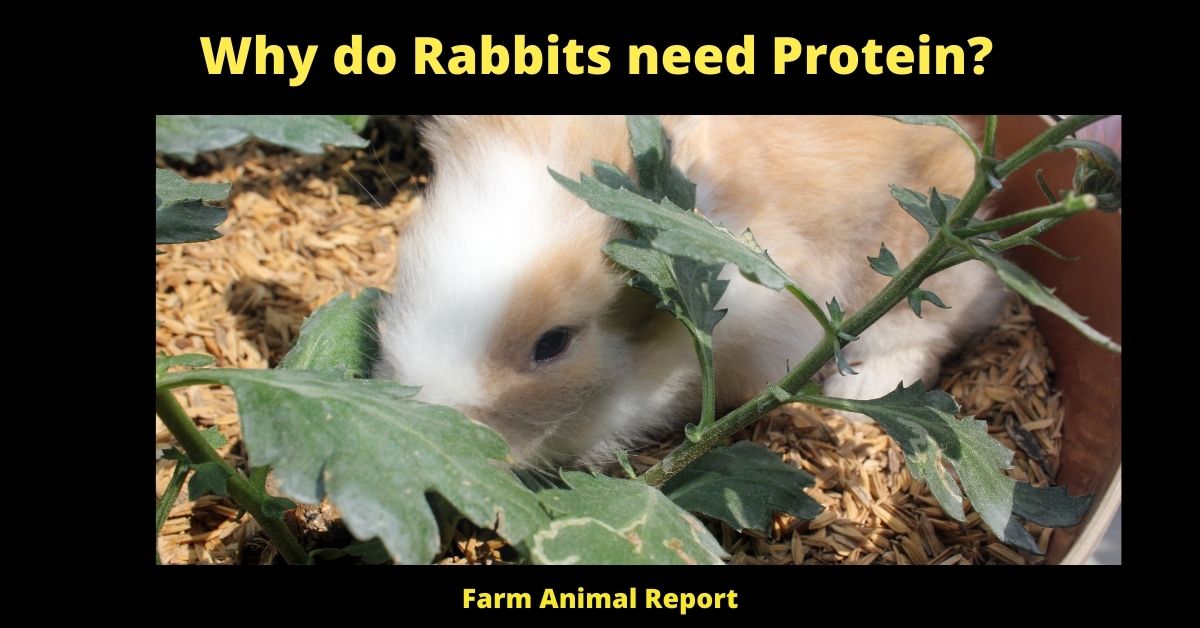 Why do Rabbits need Protein? 2