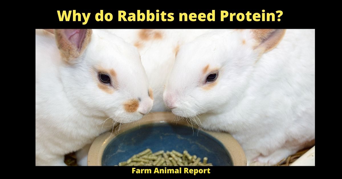 Why do Rabbits need Protein?