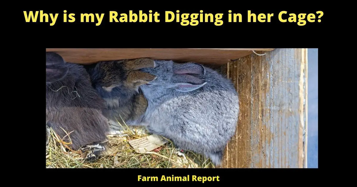 Why is my Rabbit Digging in her Cage? 2