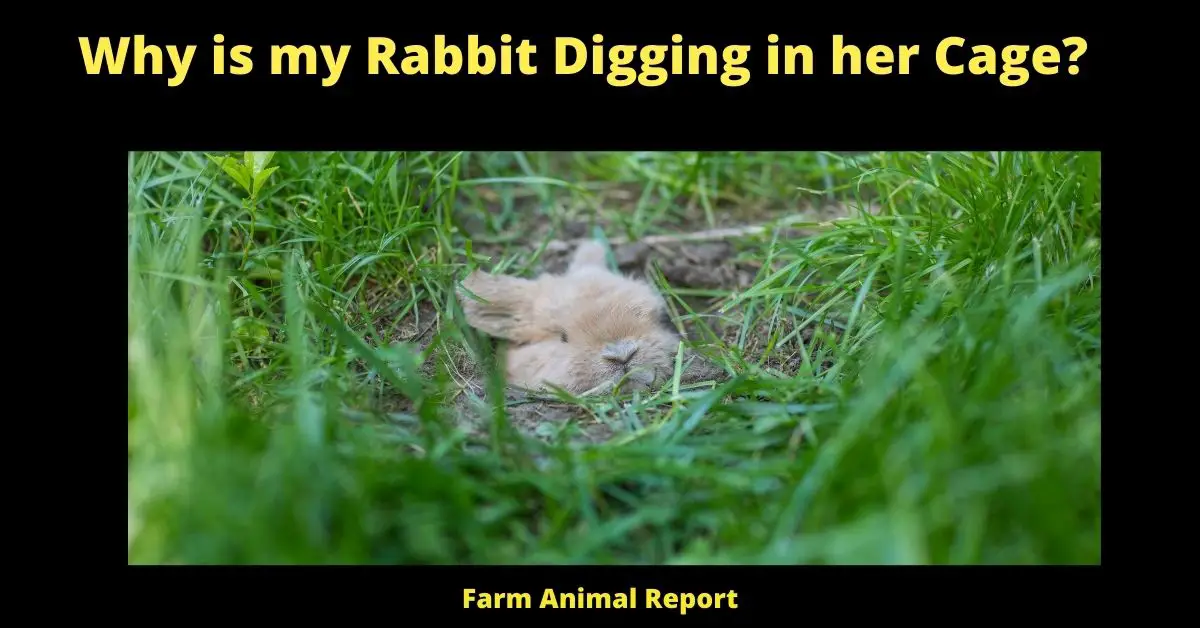 Why is my Rabbit Digging in her Cage?