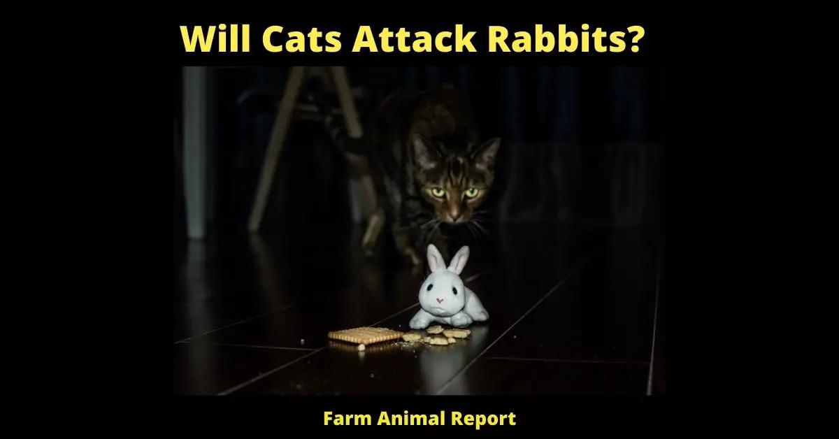 Will Cats Attack Rabbits? 1